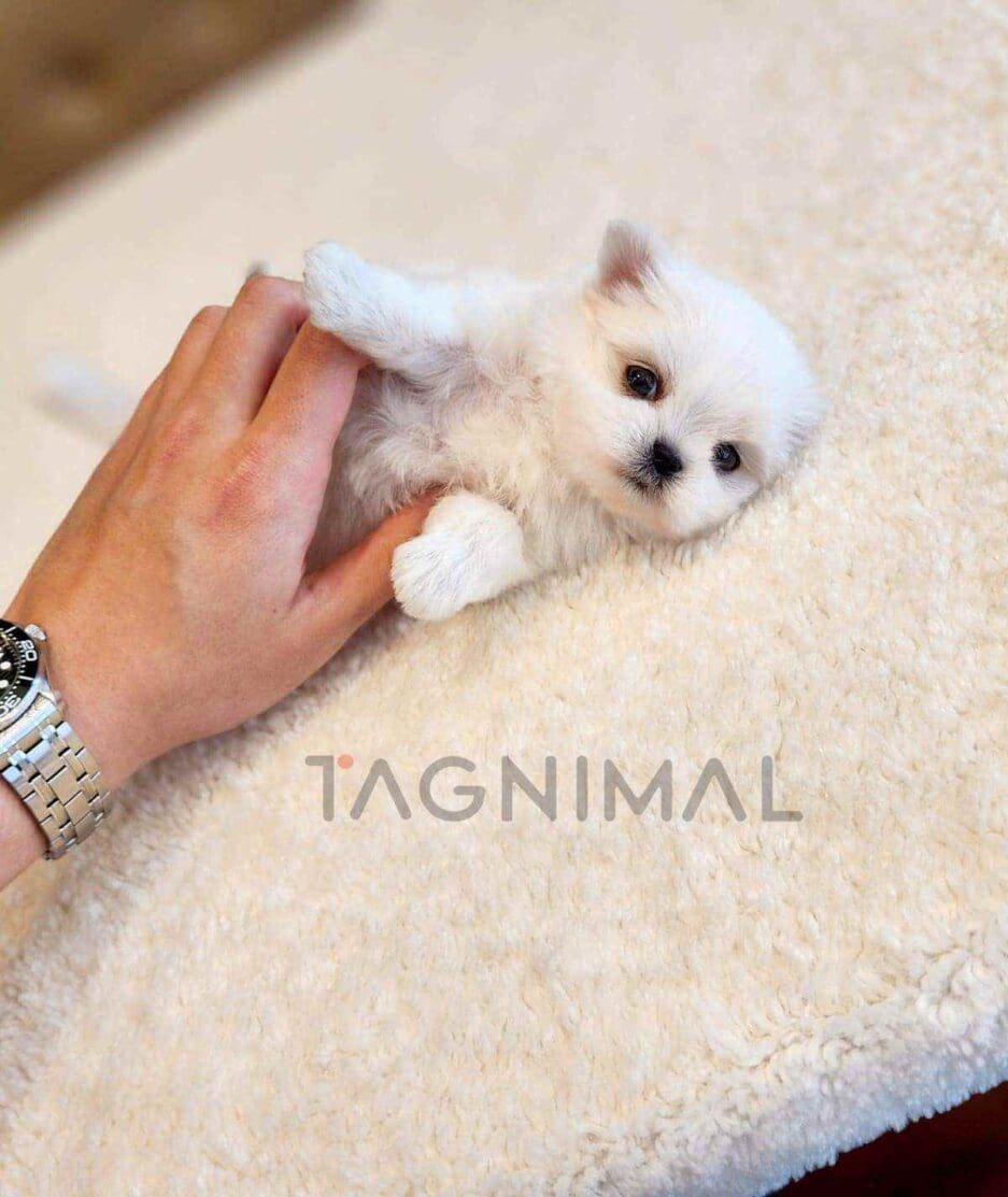 Maltese puppy for sale, dog for sale at Tagnimal