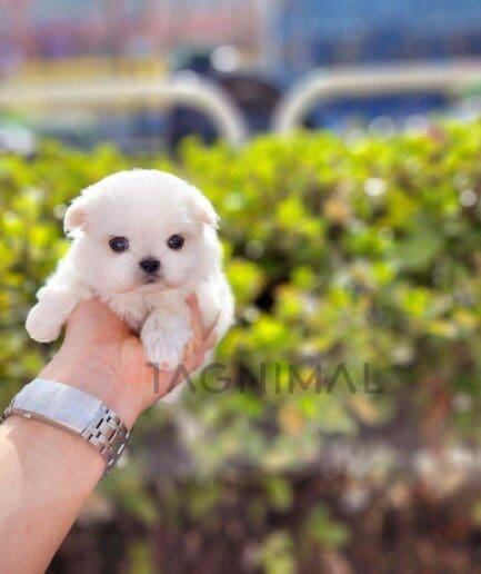 Maltese puppy for sale, dog for sale at Tagnimal