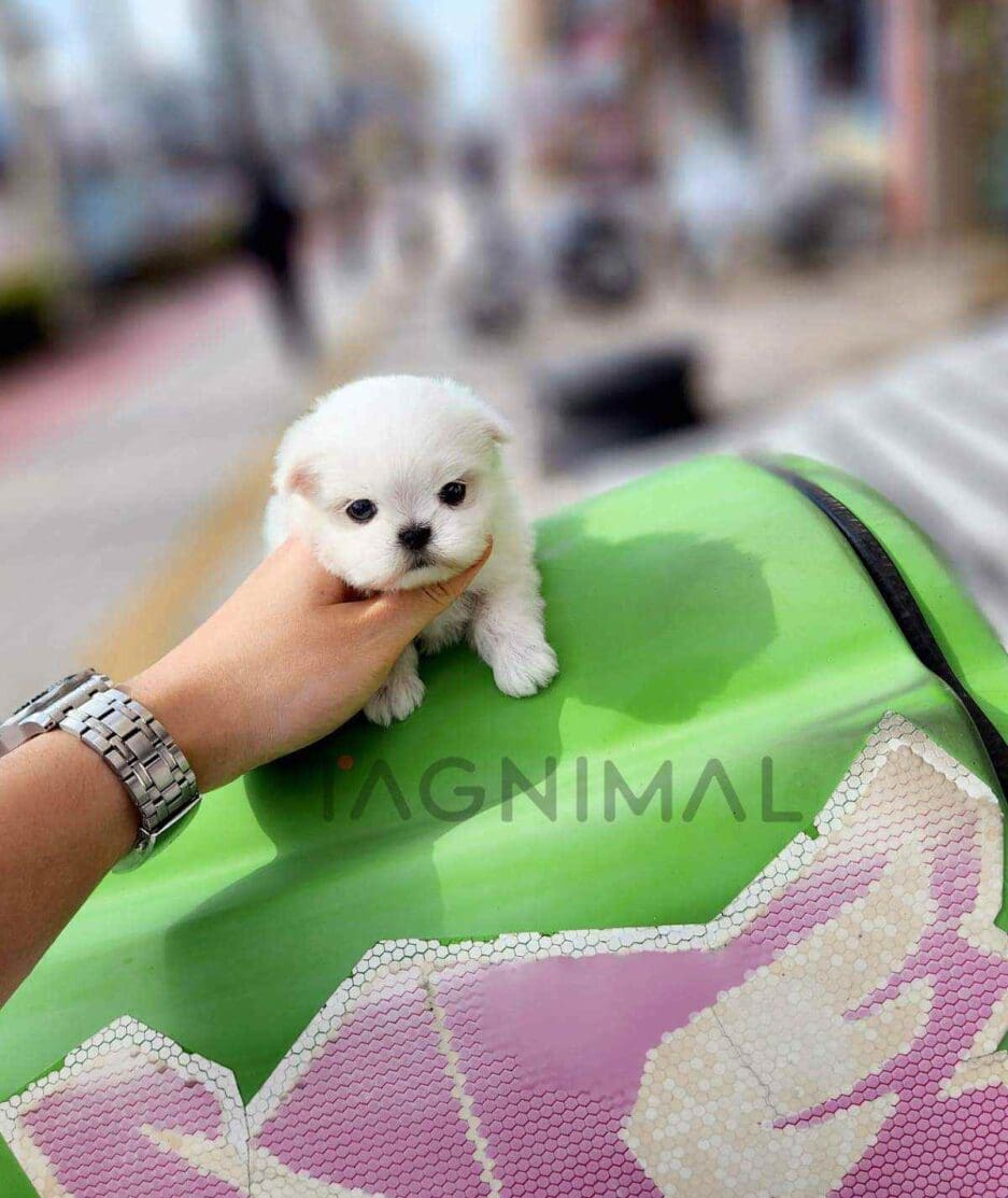 Maltese puppy for sale, dog for sale at Tagnimal