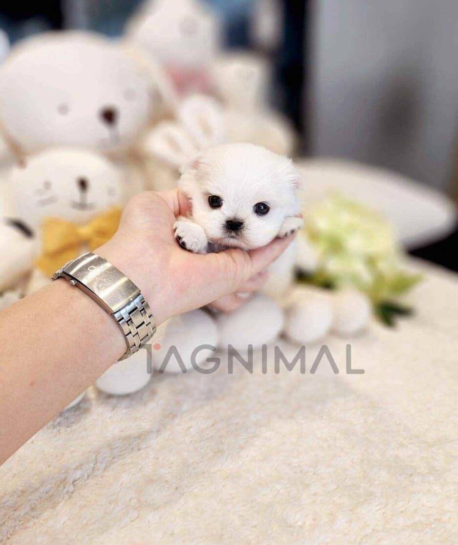 Maltese puppy for sale, dog for sale at Tagnimal