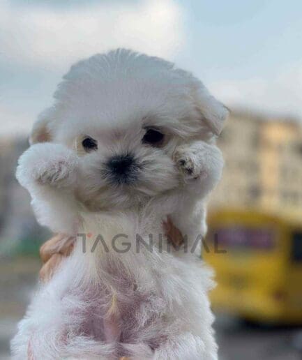 Maltese puppy for sale, dog for sale at Tagnimal