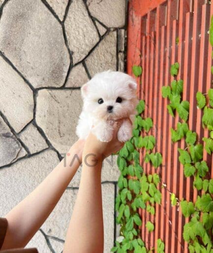 Maltese puppy for sale, dog for sale at Tagnimal