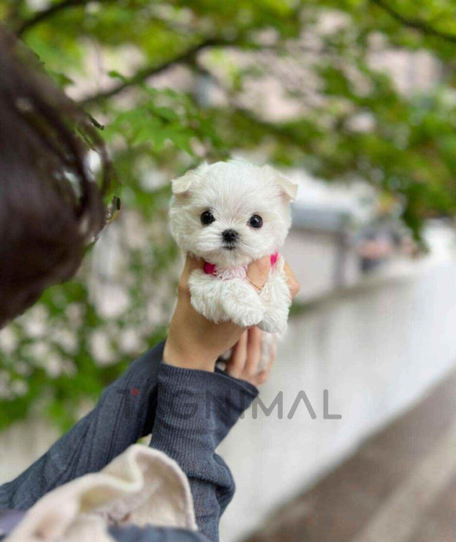 Maltese puppy for sale, dog for sale at Tagnimal