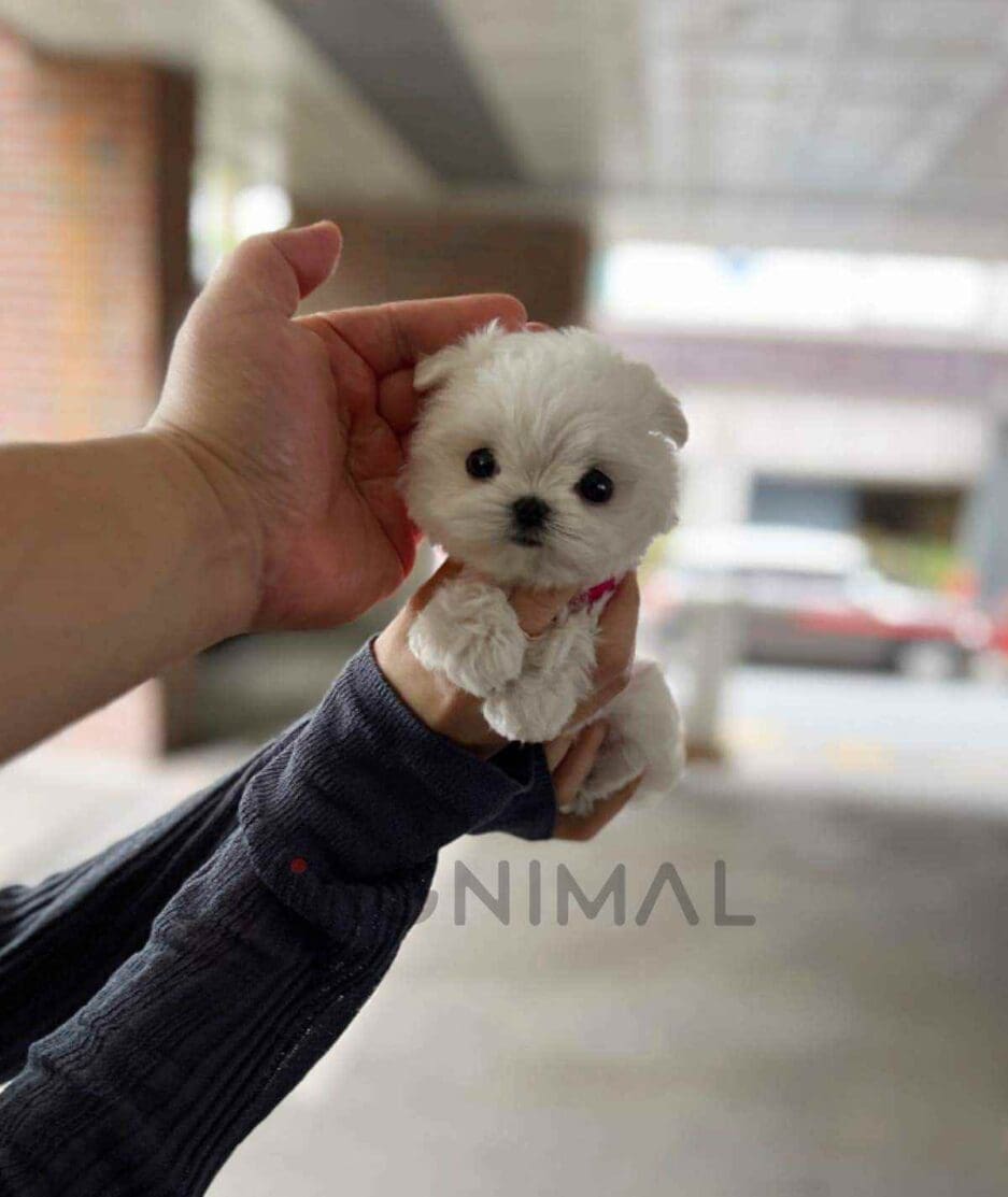 Maltese puppy for sale, dog for sale at Tagnimal