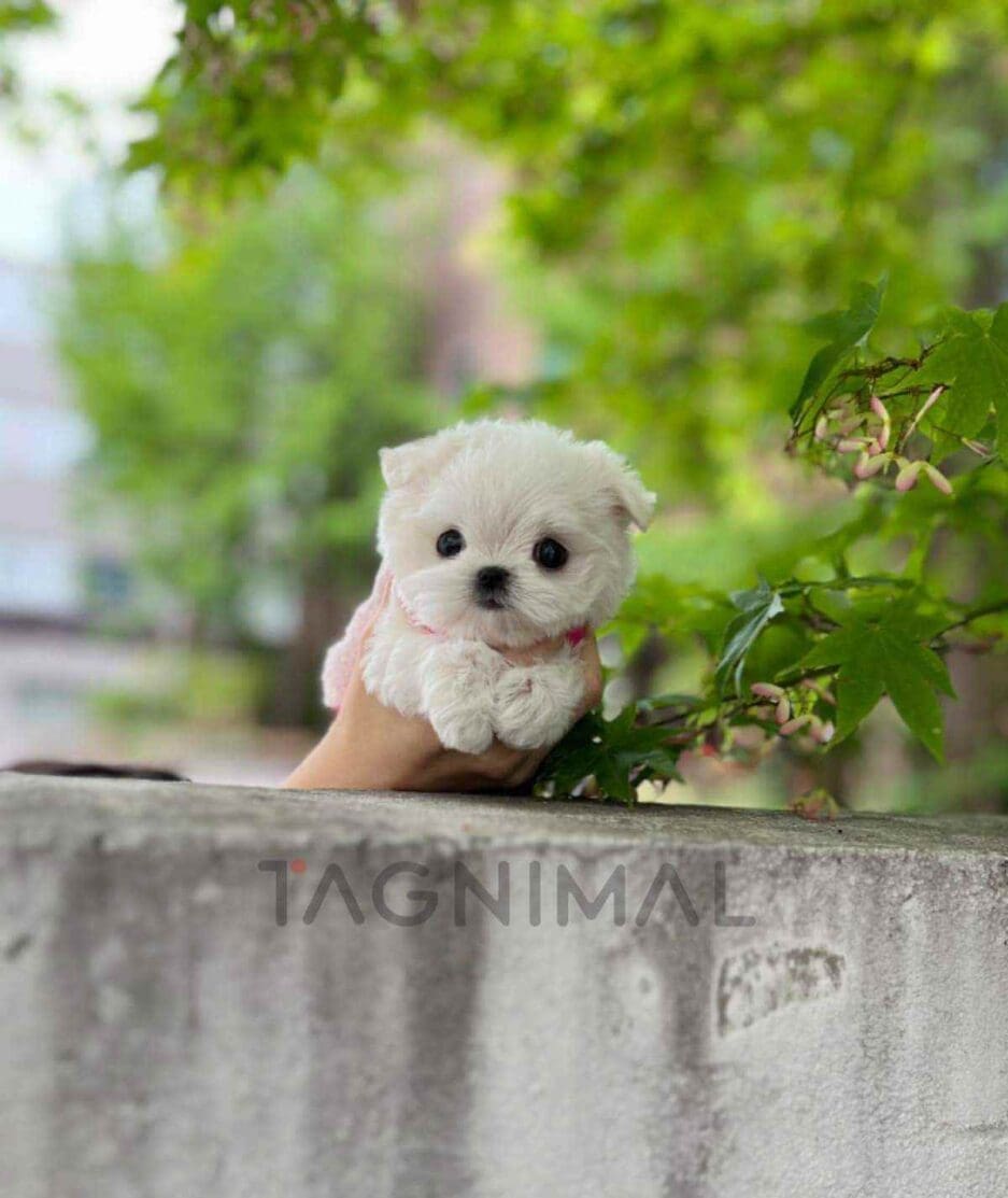 Maltese puppy for sale, dog for sale at Tagnimal