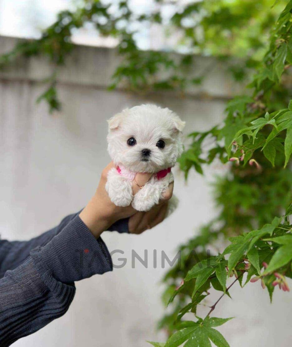 Maltese puppy for sale, dog for sale at Tagnimal