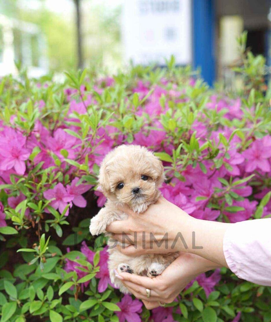 Maltipoo puppy for sale, dog for sale at Tagnimal