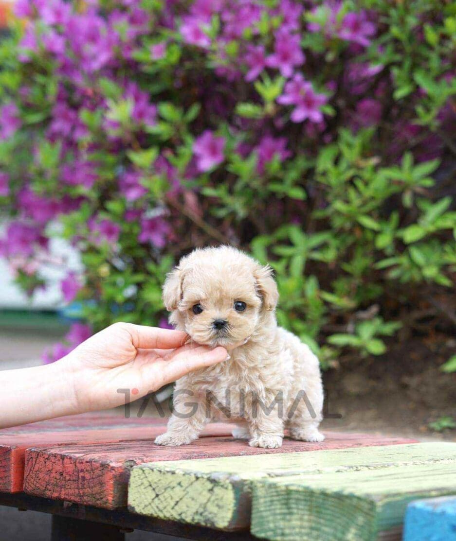 Maltipoo puppy for sale, dog for sale at Tagnimal