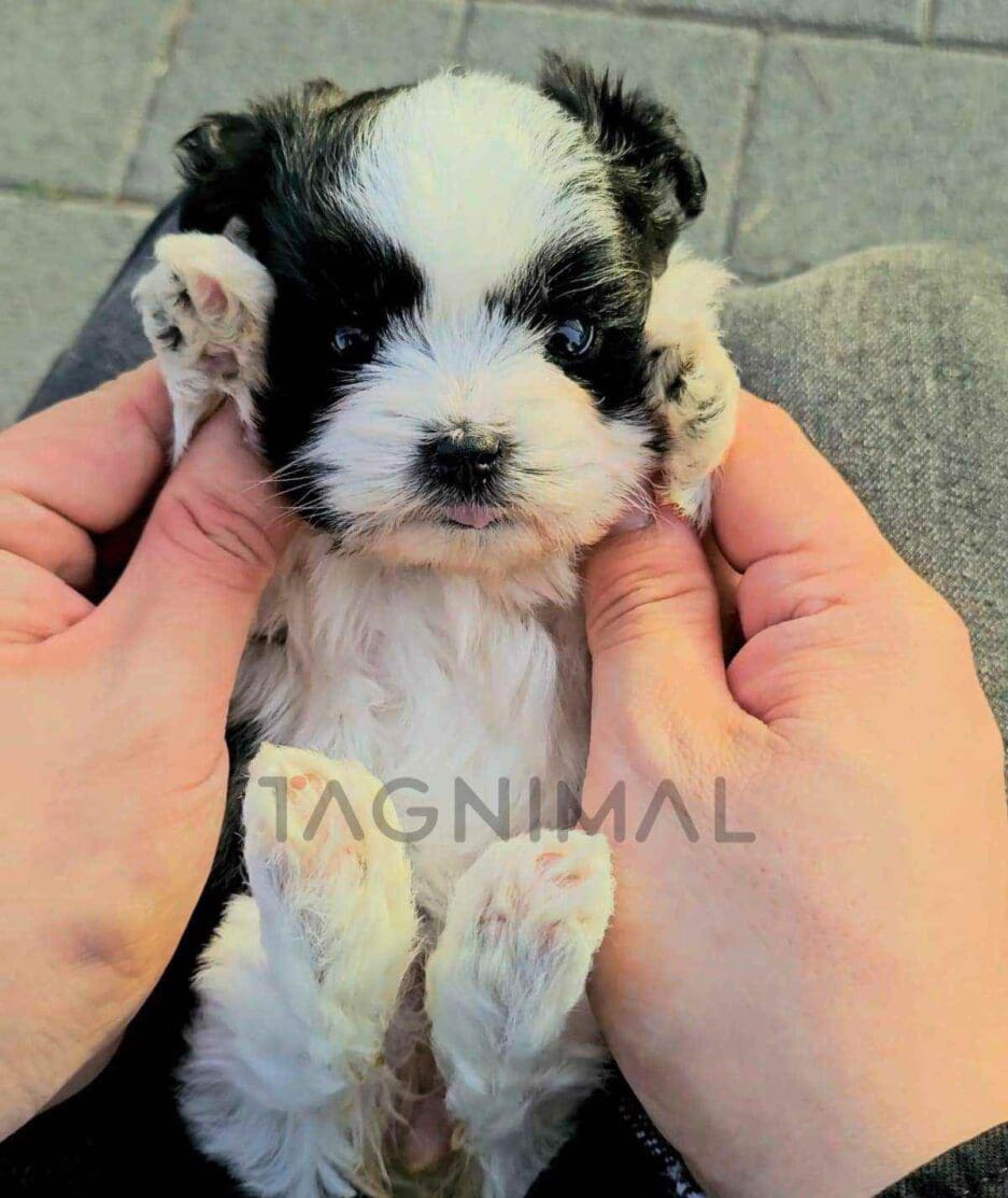 Maltipoo puppy for sale, dog for sale at Tagnimal