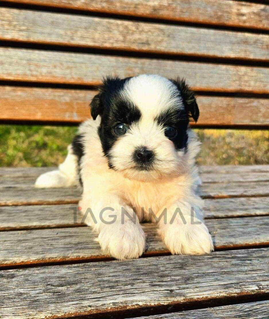 Maltipoo puppy for sale, dog for sale at Tagnimal