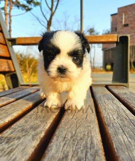 Maltipoo puppy for sale, dog for sale at Tagnimal