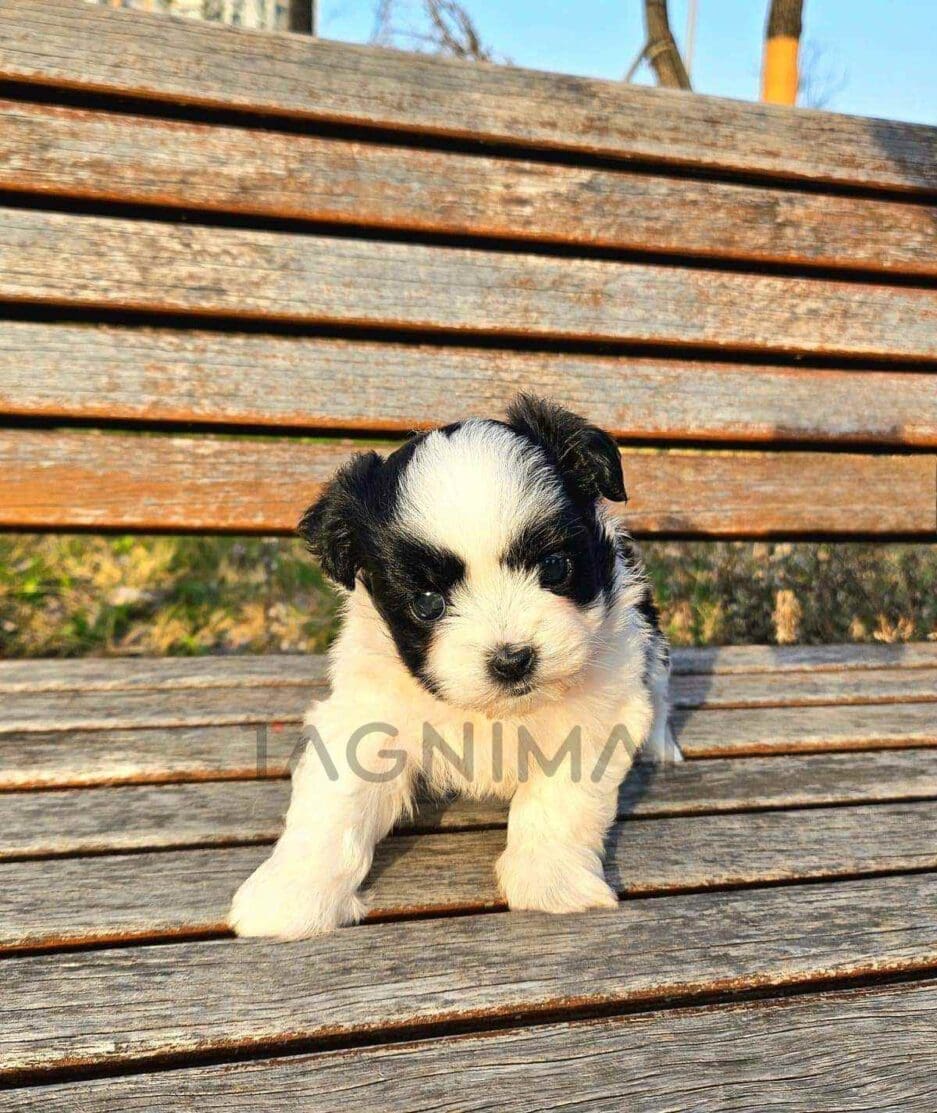 Maltipoo puppy for sale, dog for sale at Tagnimal