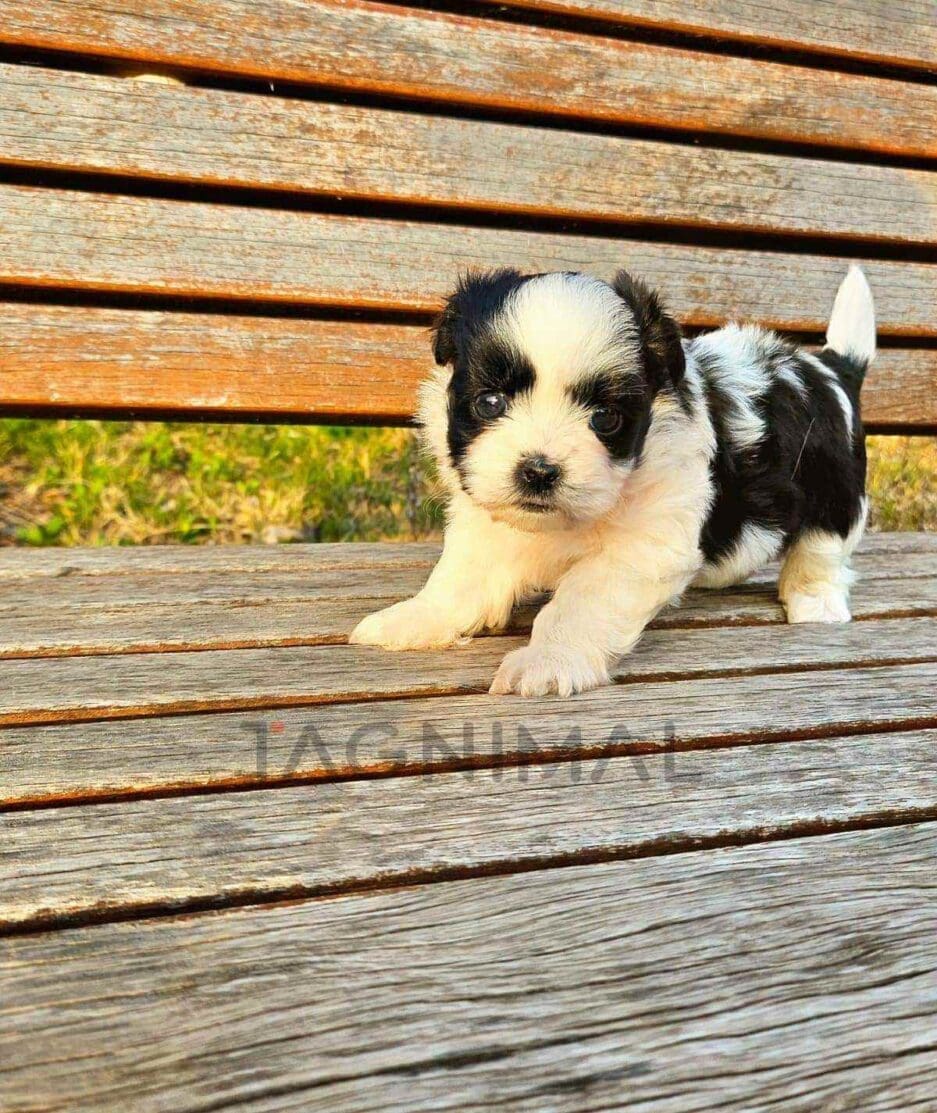 Maltipoo puppy for sale, dog for sale at Tagnimal