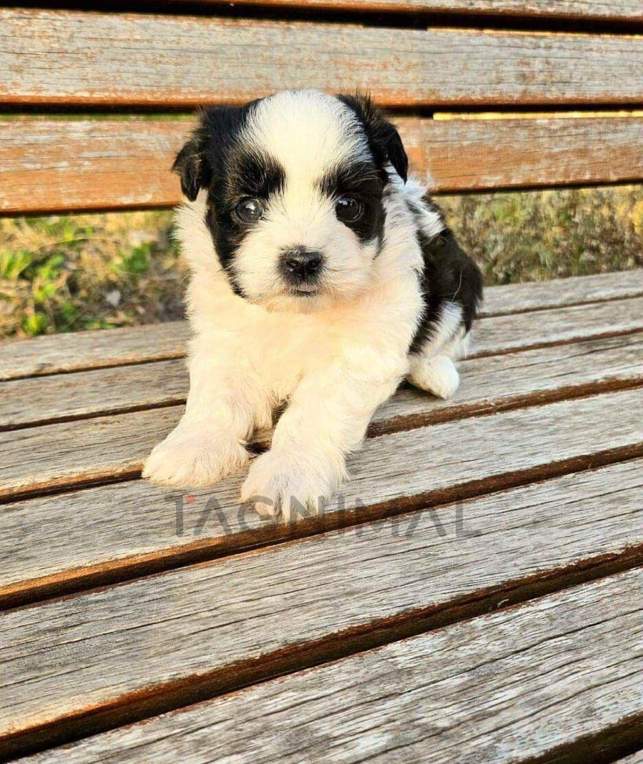 Maltipoo puppy for sale, dog for sale at Tagnimal