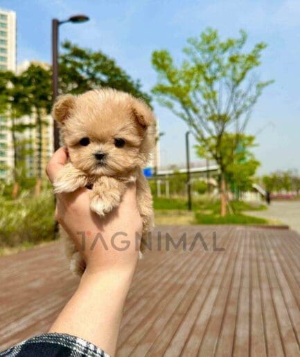 Maltipoo puppy for sale, dog for sale at Tagnimal