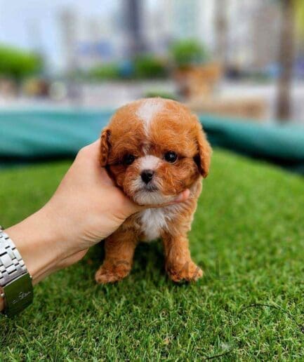 Maltipoo puppy for sale, dog for sale at Tagnimal