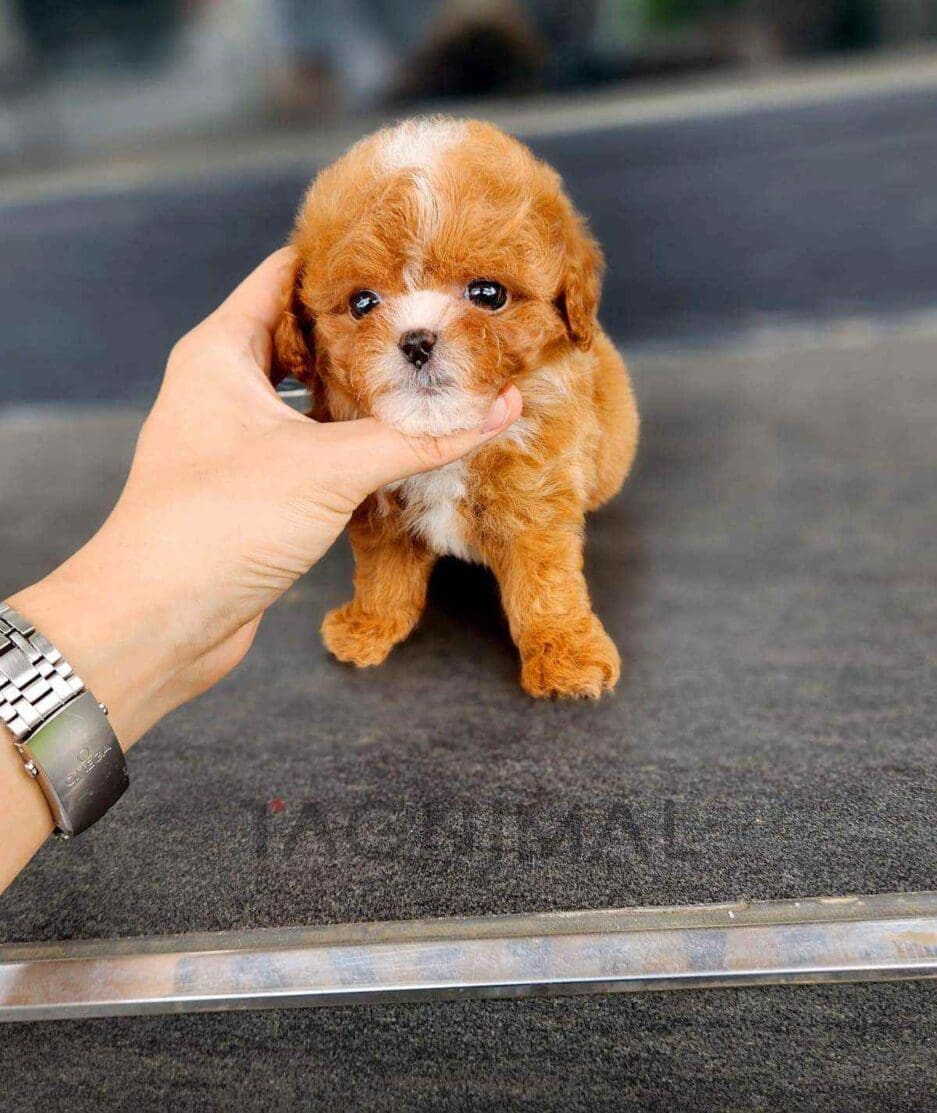 Maltipoo puppy for sale, dog for sale at Tagnimal