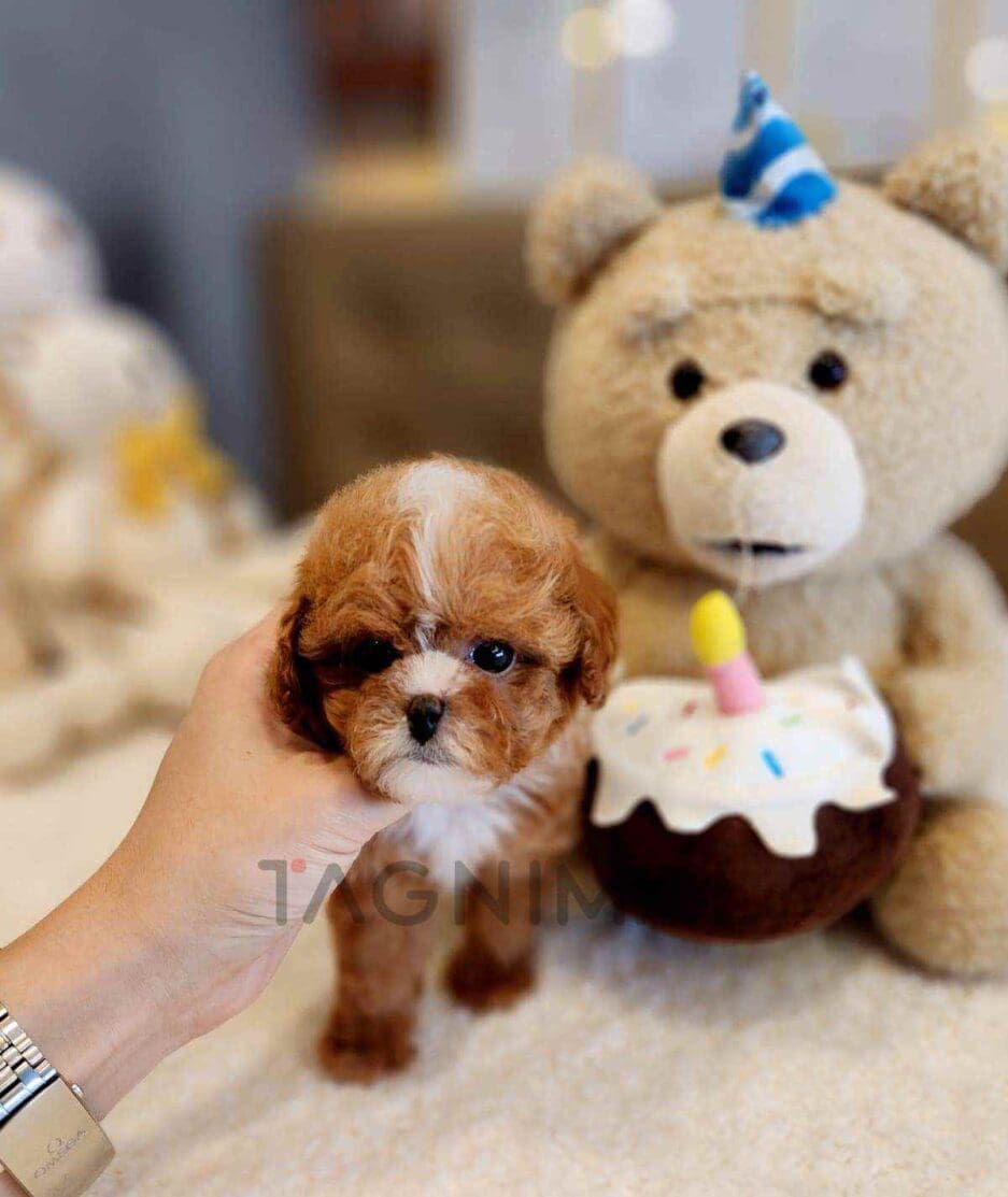 Maltipoo puppy for sale, dog for sale at Tagnimal