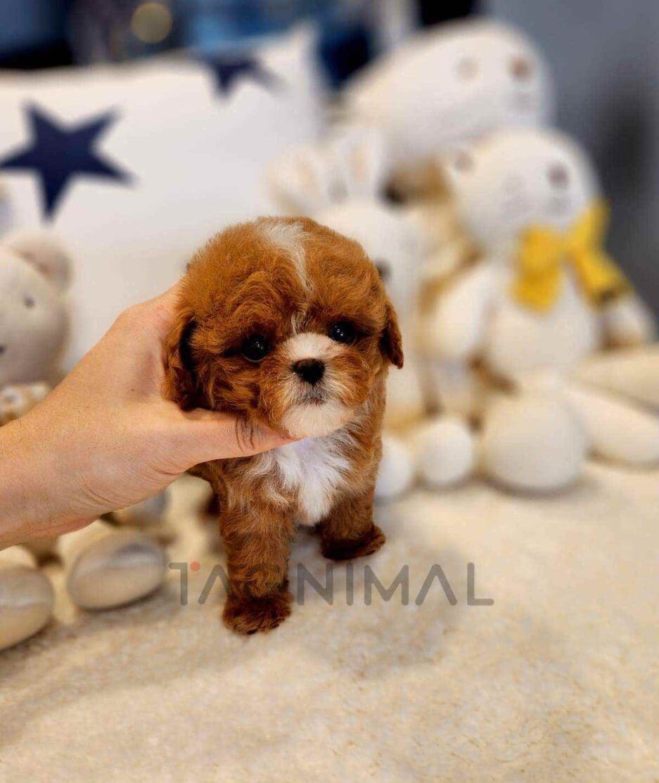 Maltipoo puppy for sale, dog for sale at Tagnimal