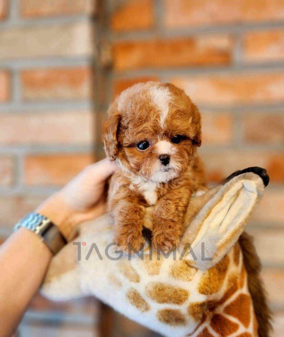 Maltipoo puppy for sale, dog for sale at Tagnimal