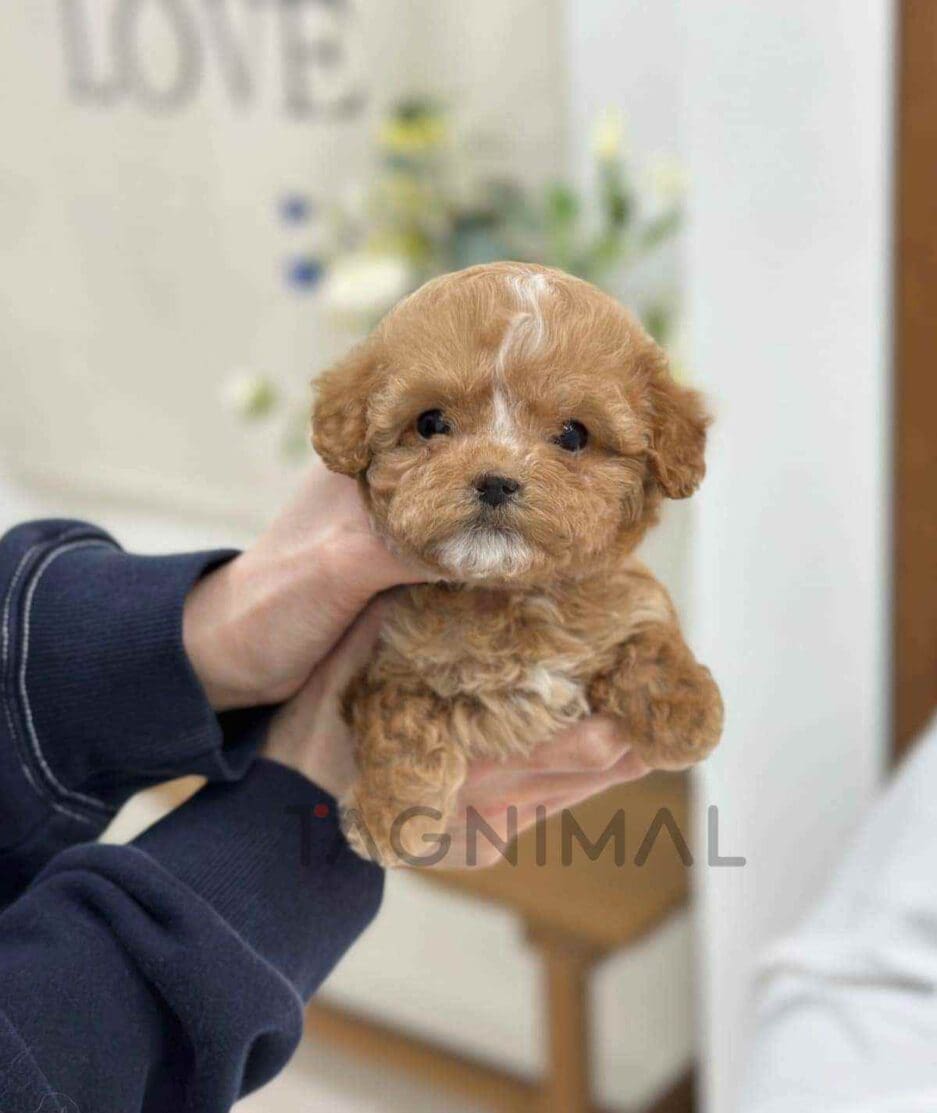 Maltipoo puppy for sale, dog for sale at Tagnimal