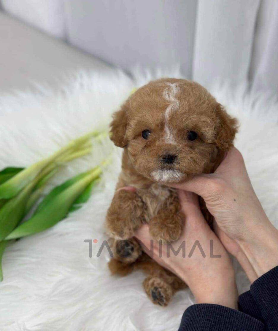 Maltipoo puppy for sale, dog for sale at Tagnimal