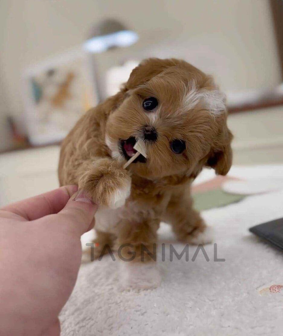 Maltipoo puppy for sale, dog for sale at Tagnimal