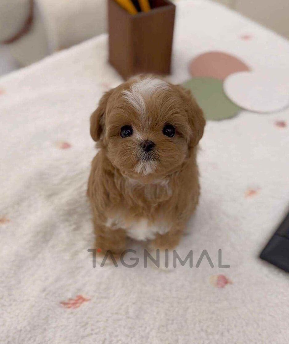 Maltipoo puppy for sale, dog for sale at Tagnimal