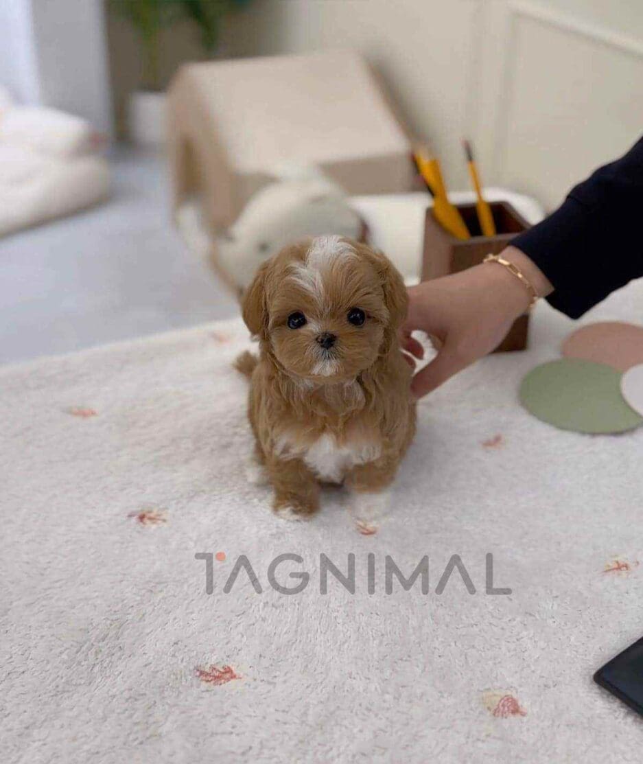 Maltipoo puppy for sale, dog for sale at Tagnimal