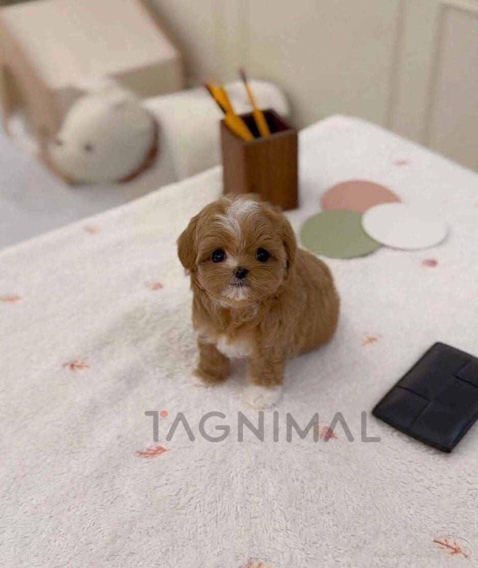 Maltipoo puppy for sale, dog for sale at Tagnimal