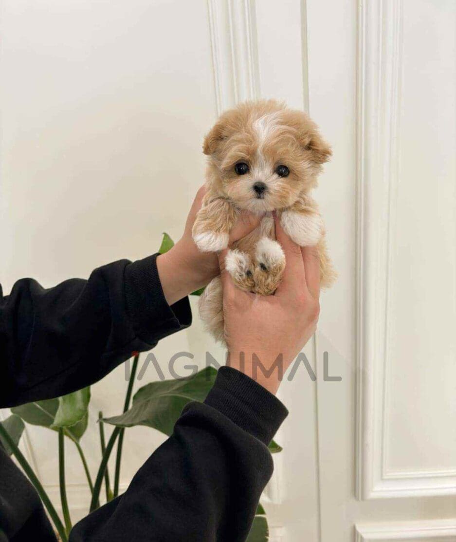 Maltipoo puppy for sale, dog for sale at Tagnimal