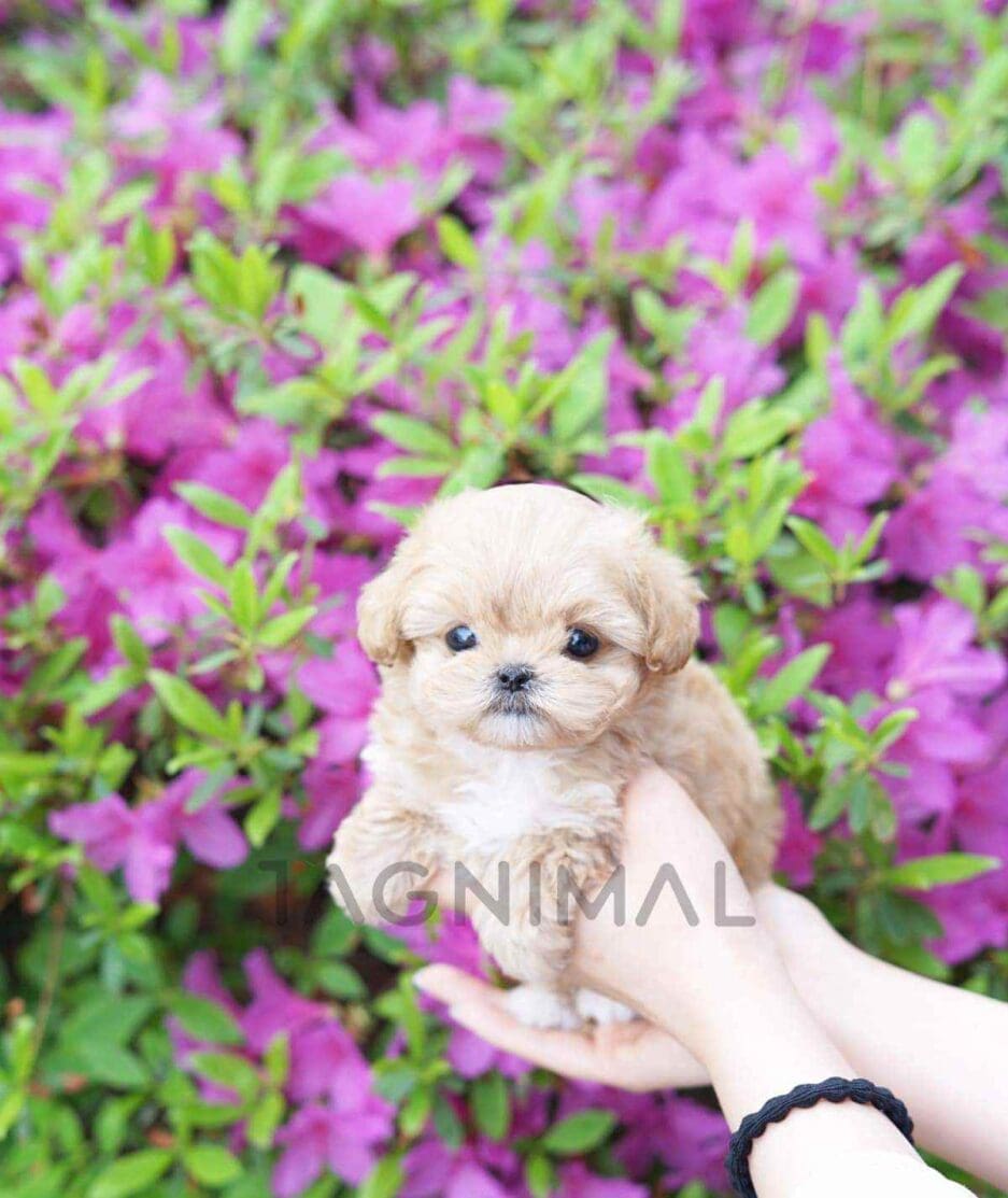 Maltipoo puppy for sale, dog for sale at Tagnimal