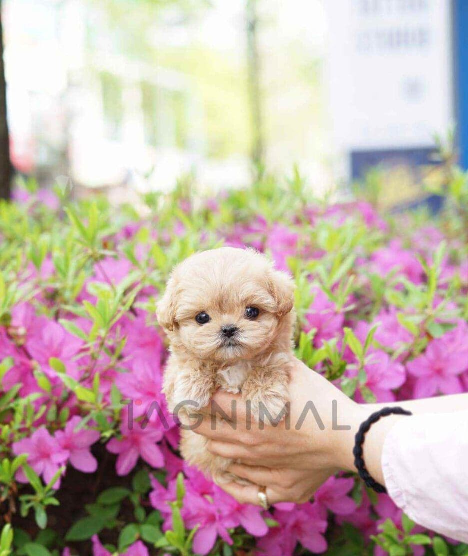 Maltipoo puppy for sale, dog for sale at Tagnimal