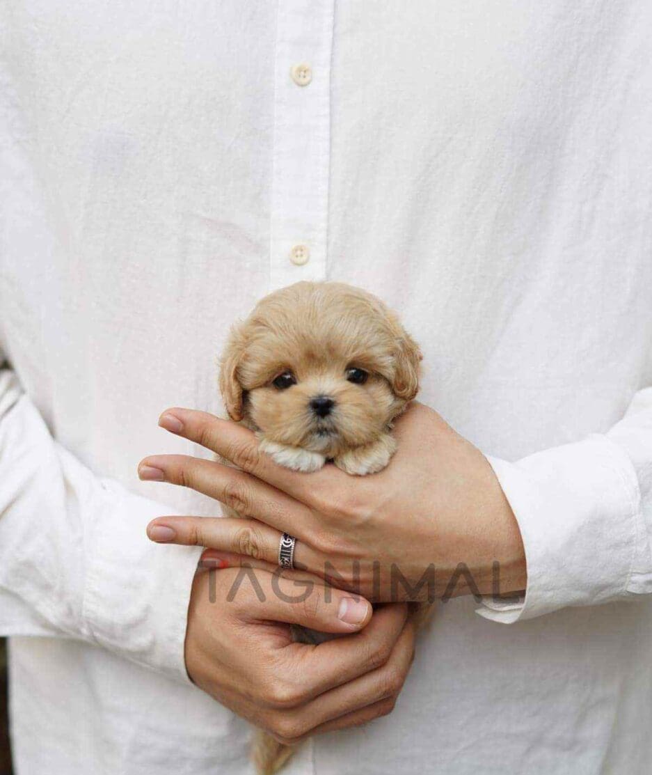 Maltipoo puppy for sale, dog for sale at Tagnimal