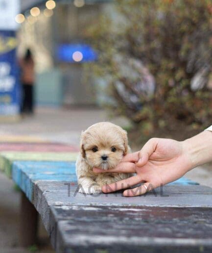 Maltipoo puppy for sale, dog for sale at Tagnimal