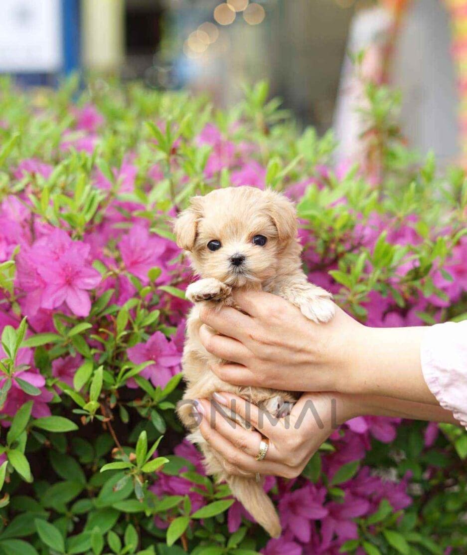 Maltipoo puppy for sale, dog for sale at Tagnimal