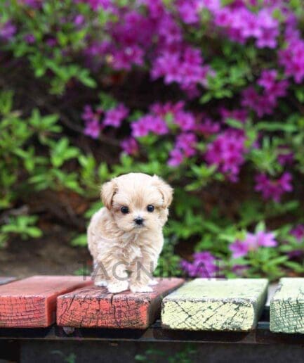 Maltipoo puppy for sale, dog for sale at Tagnimal