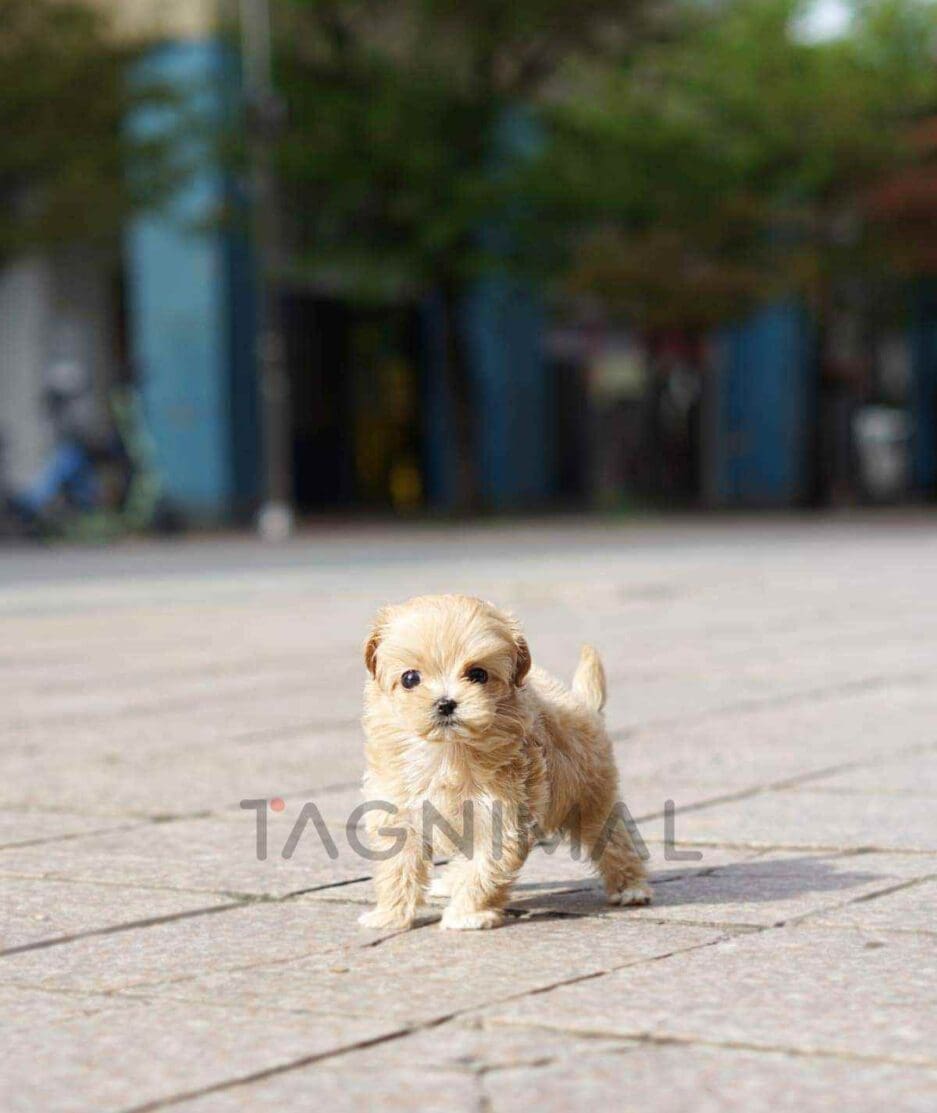 Maltipoo puppy for sale, dog for sale at Tagnimal