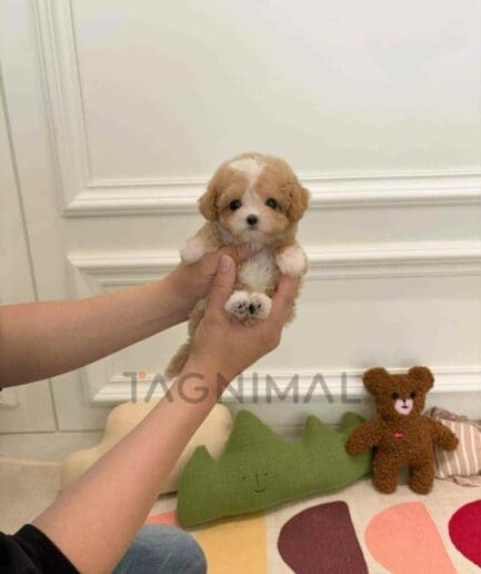 Maltipoo puppy for sale, dog for sale at Tagnimal