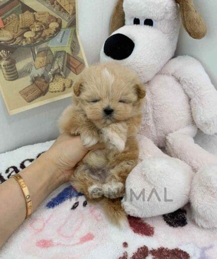 Maltipoo puppy for sale, dog for sale at Tagnimal