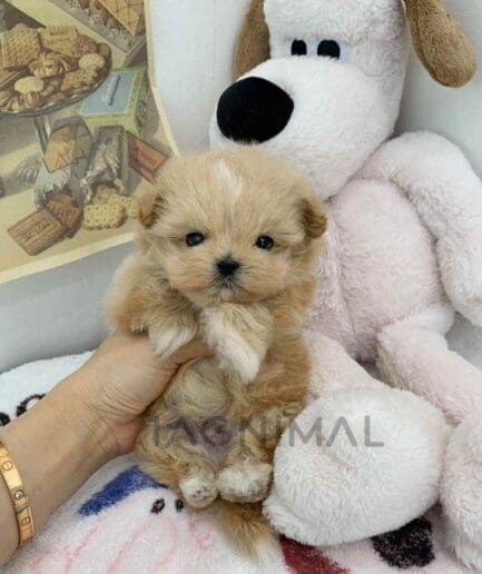 Maltipoo puppy for sale, dog for sale at Tagnimal