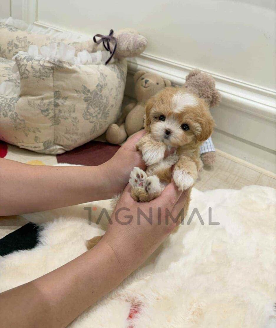 Maltipoo puppy for sale, dog for sale at Tagnimal