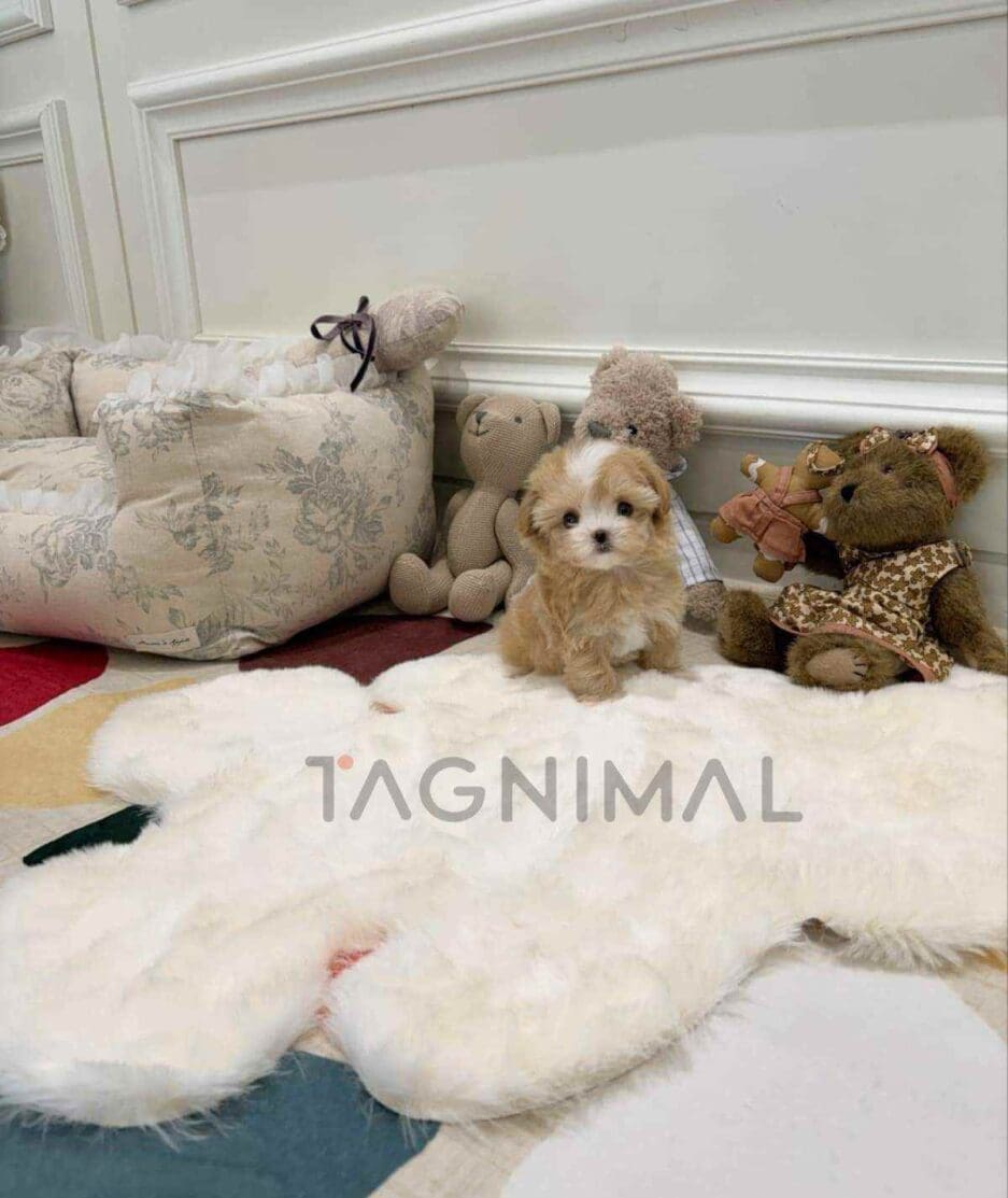 Maltipoo puppy for sale, dog for sale at Tagnimal