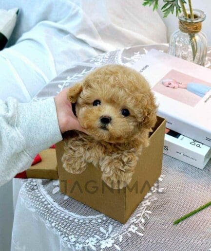 Maltipoo puppy for sale, dog for sale at Tagnimal