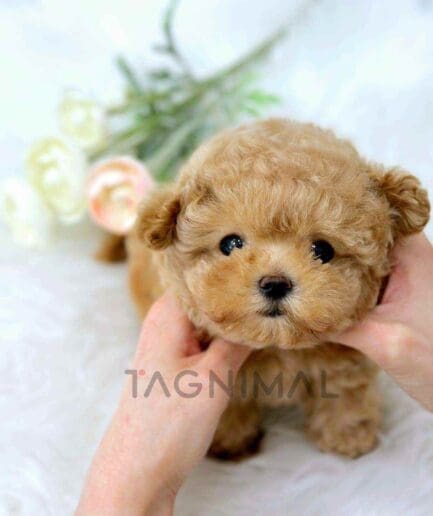 Maltipoo puppy for sale, dog for sale at Tagnimal