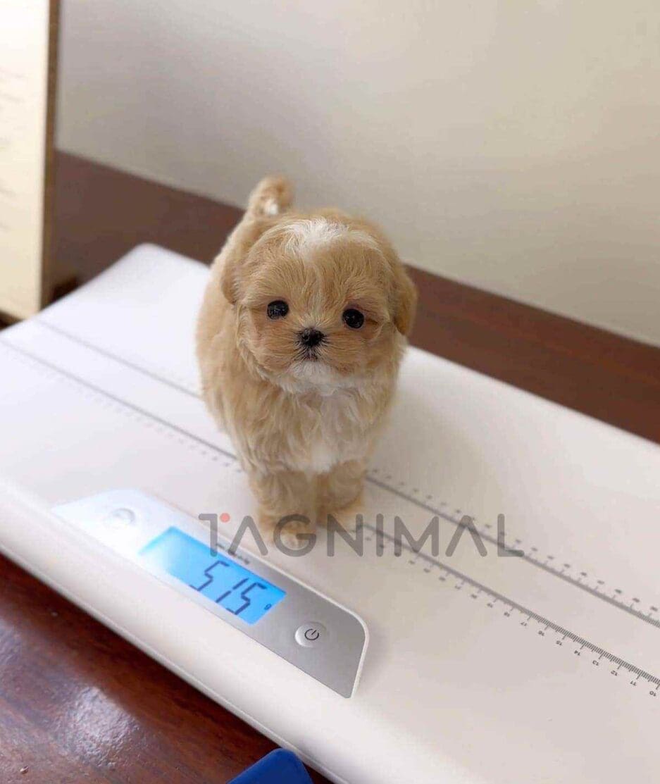 Maltipoo puppy for sale, dog for sale at Tagnimal