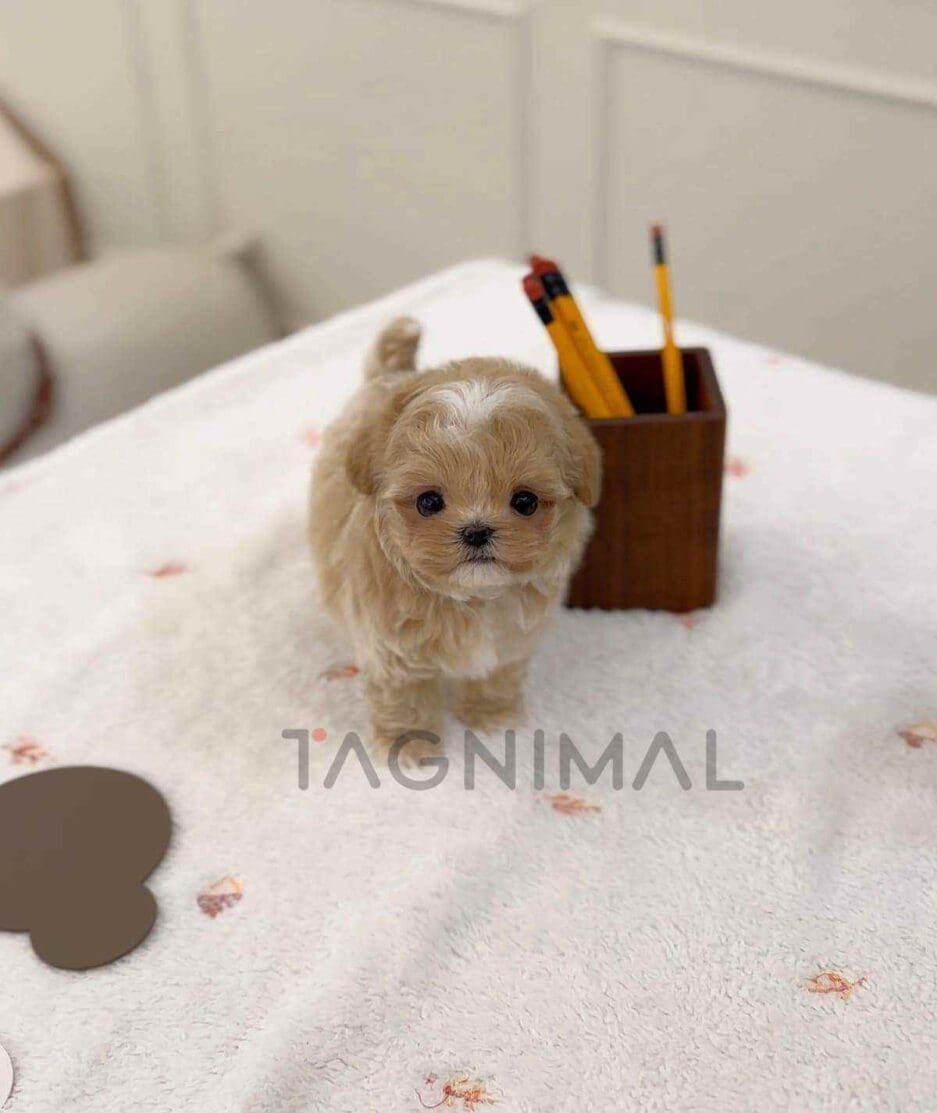 Maltipoo puppy for sale, dog for sale at Tagnimal