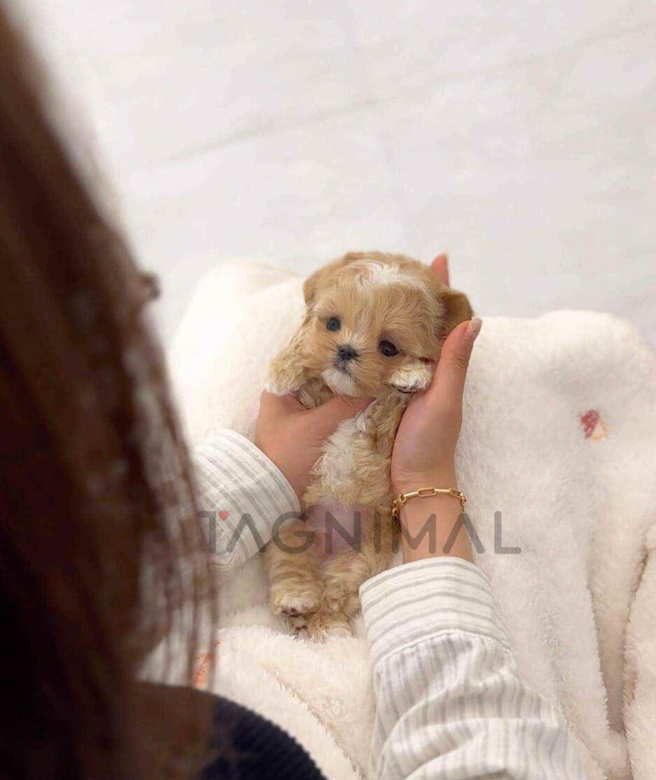 Maltipoo puppy for sale, dog for sale at Tagnimal