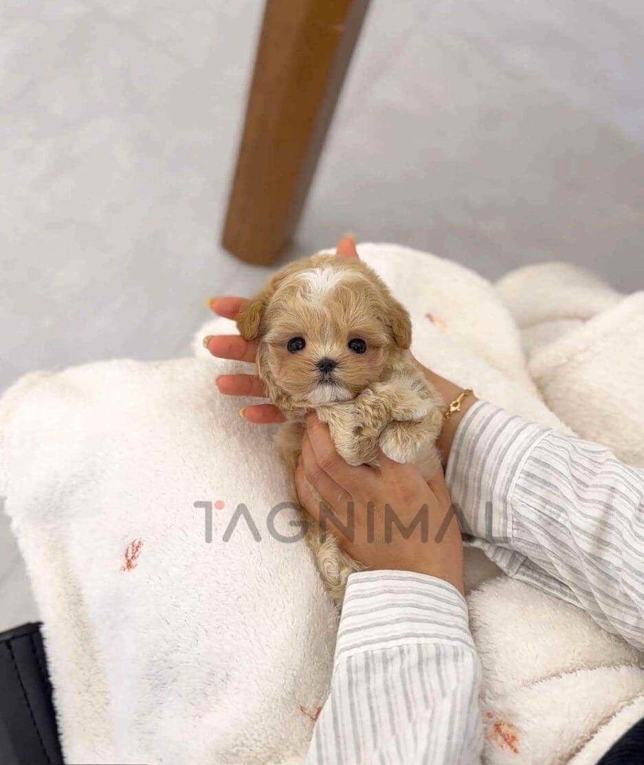 Maltipoo puppy for sale, dog for sale at Tagnimal