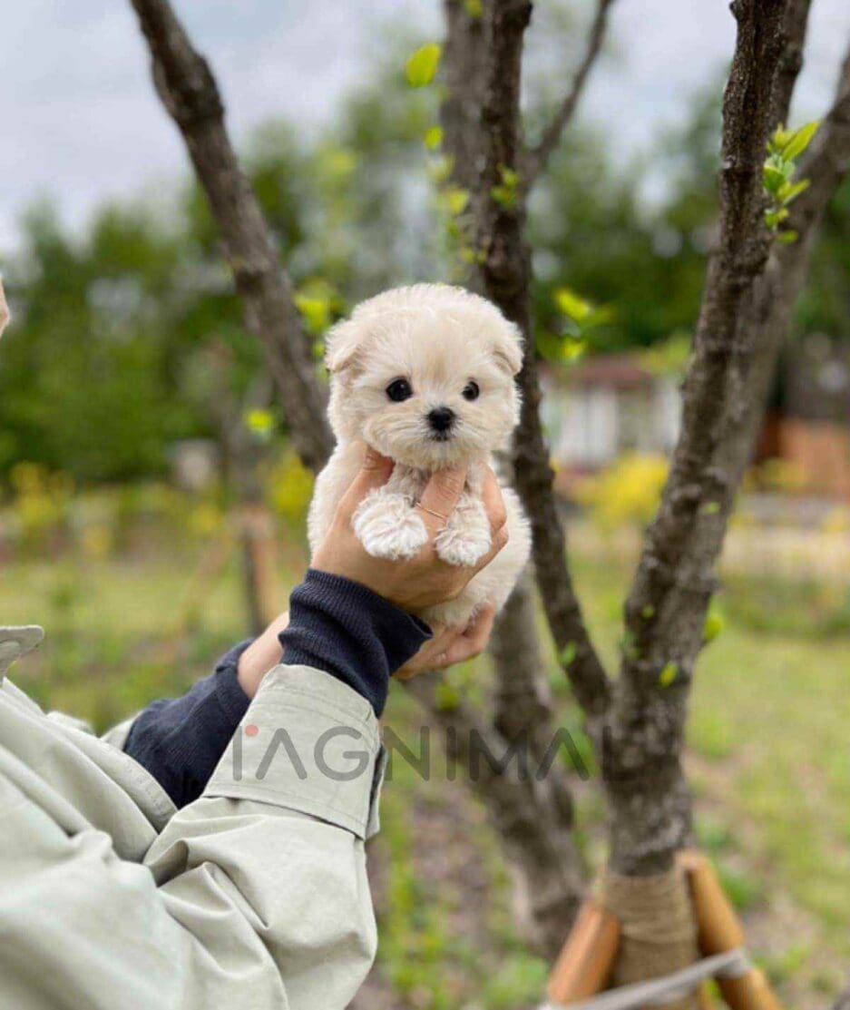 Maltipoo puppy for sale, dog for sale at Tagnimal